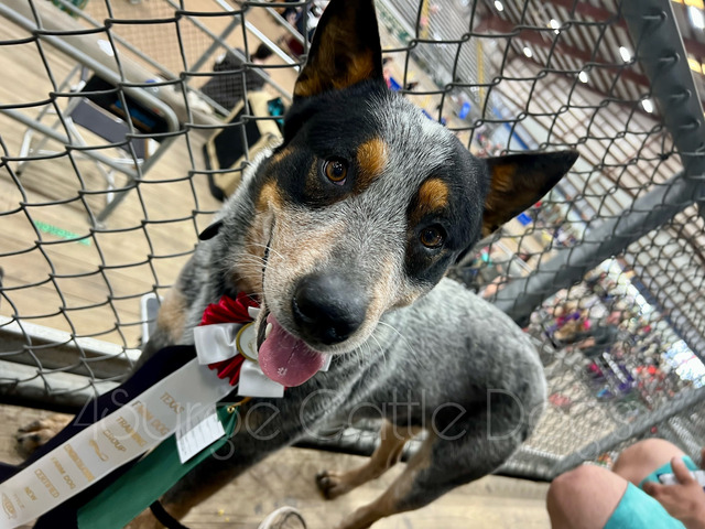 Farm Dog Certified 